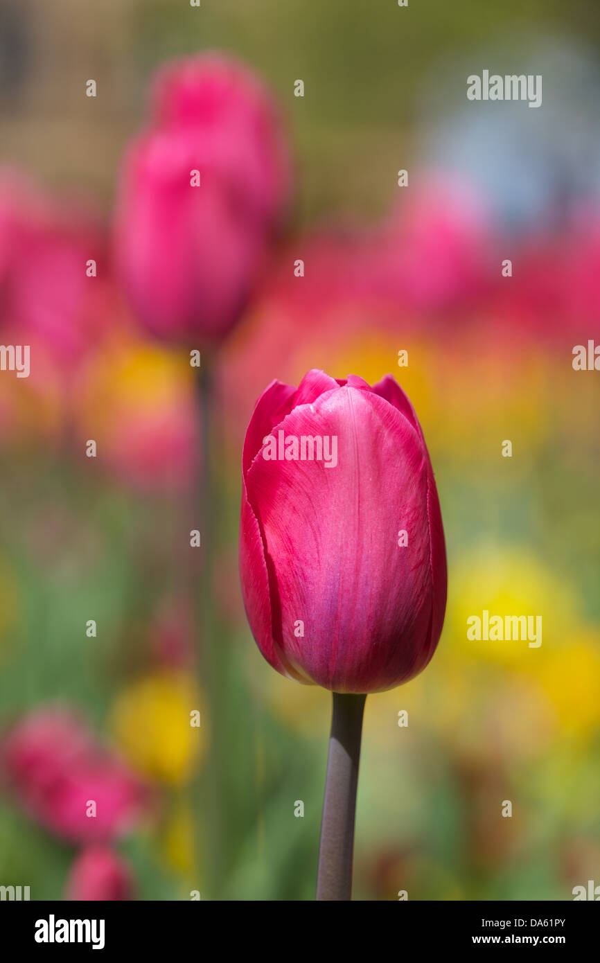 Immagine ravvicinata di tulipani in un giardino in Harrogate Foto Stock