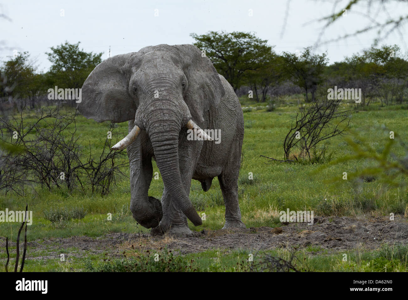 Elefante africano (Loxodonta africana), il Parco Nazionale di Etosha, Namibia, Africa Foto Stock