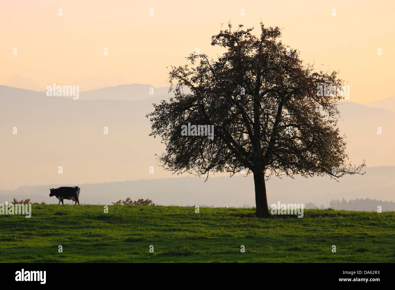 Gradazioni, Alpi, melo, Vista, Vista, Hittnau, albero, montagna, panorama di montagna, montagne, panorama di montagna, autunno, autu Foto Stock