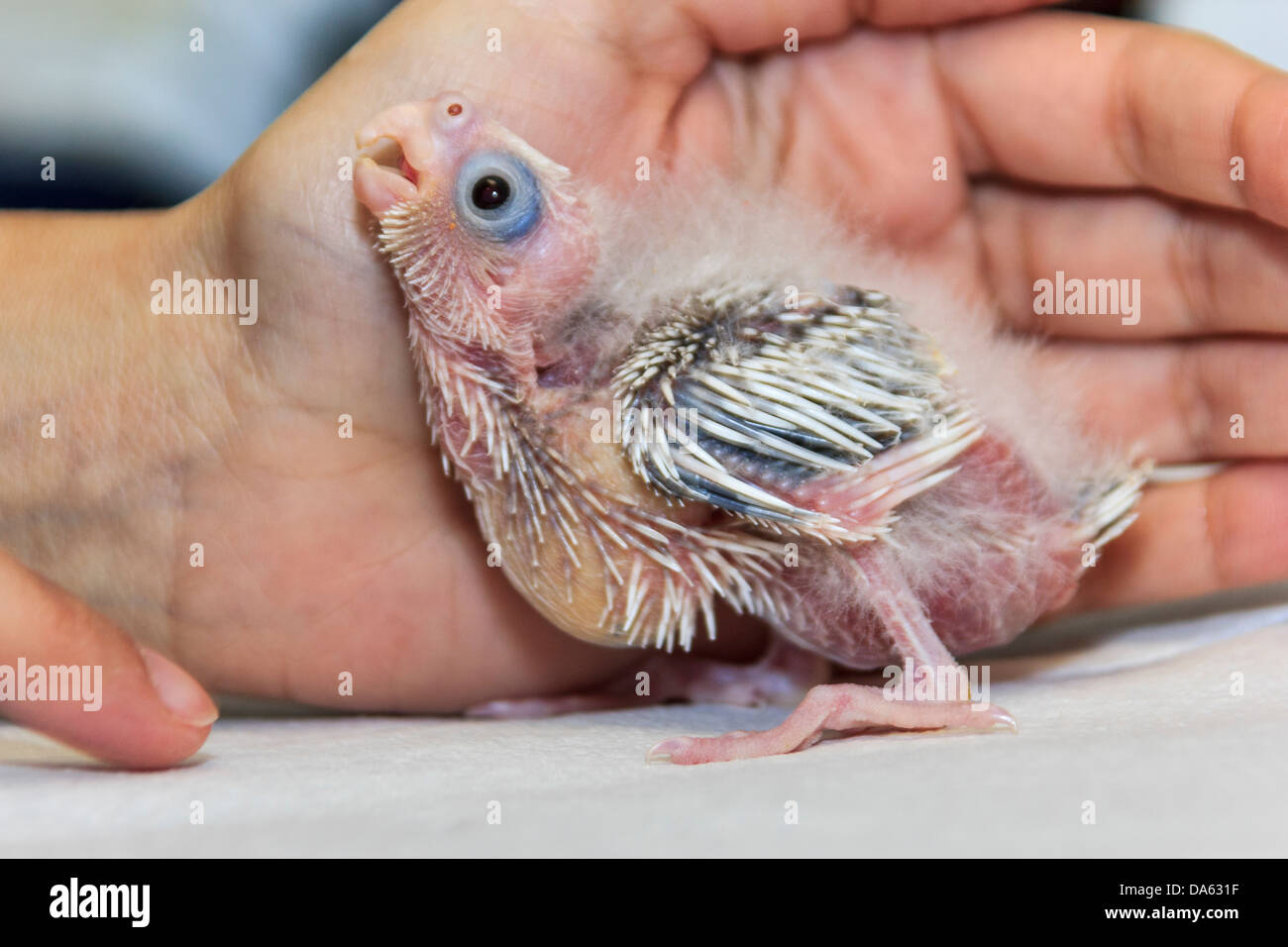 Animale, amore animale, animal shelter, Australia, baby, bird, Cacatuidae, Cacatuoidea, cura, pulcino, Cockatiel, Nymphicus, Nymphicu Foto Stock