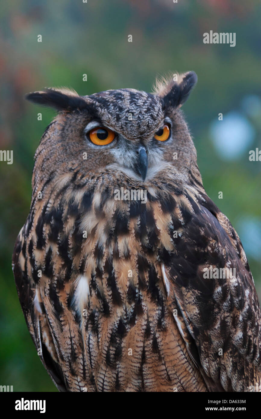 Gli uccelli di preda, bird, Blackland Prairie Raptor Centre, Bubo virginianus, grande gufo cornuto, OWL, cacciatore, Titonidi, Texas, Tiger o Foto Stock