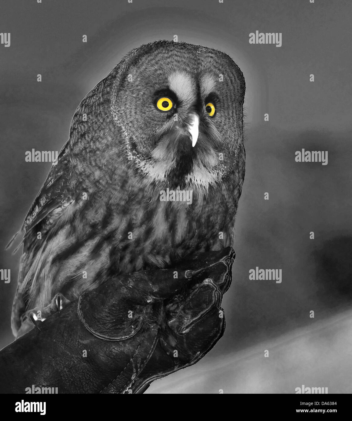 Un grande gufo grigio appollaiato su un falconieri sfida Foto Stock