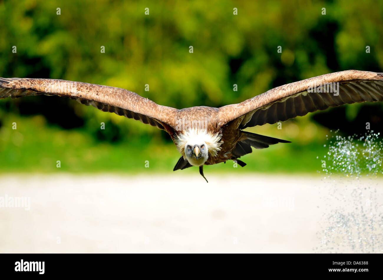 Un avvoltoio volando a bassa quota sopra acqua fruste goccioline con le sue enormi ali Foto Stock