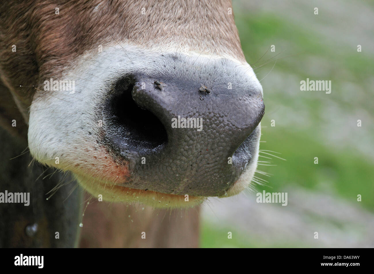 Cow', muso, bovino, mucca, animali, animale, Bos primigenius taurus, Oytal, Oberstdorf, Algovia, Alpi, Baviera, Germania, Euro Foto Stock
