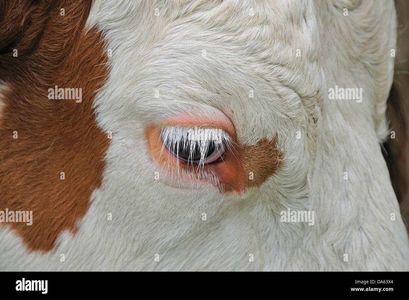 Animale della specie bovina, mucca, animale, Fleckvieh, Bos primigenius taurus, Oytal, Oberstdorf, Algovia, Alpi, Baviera, Germania, Europa agricu Foto Stock