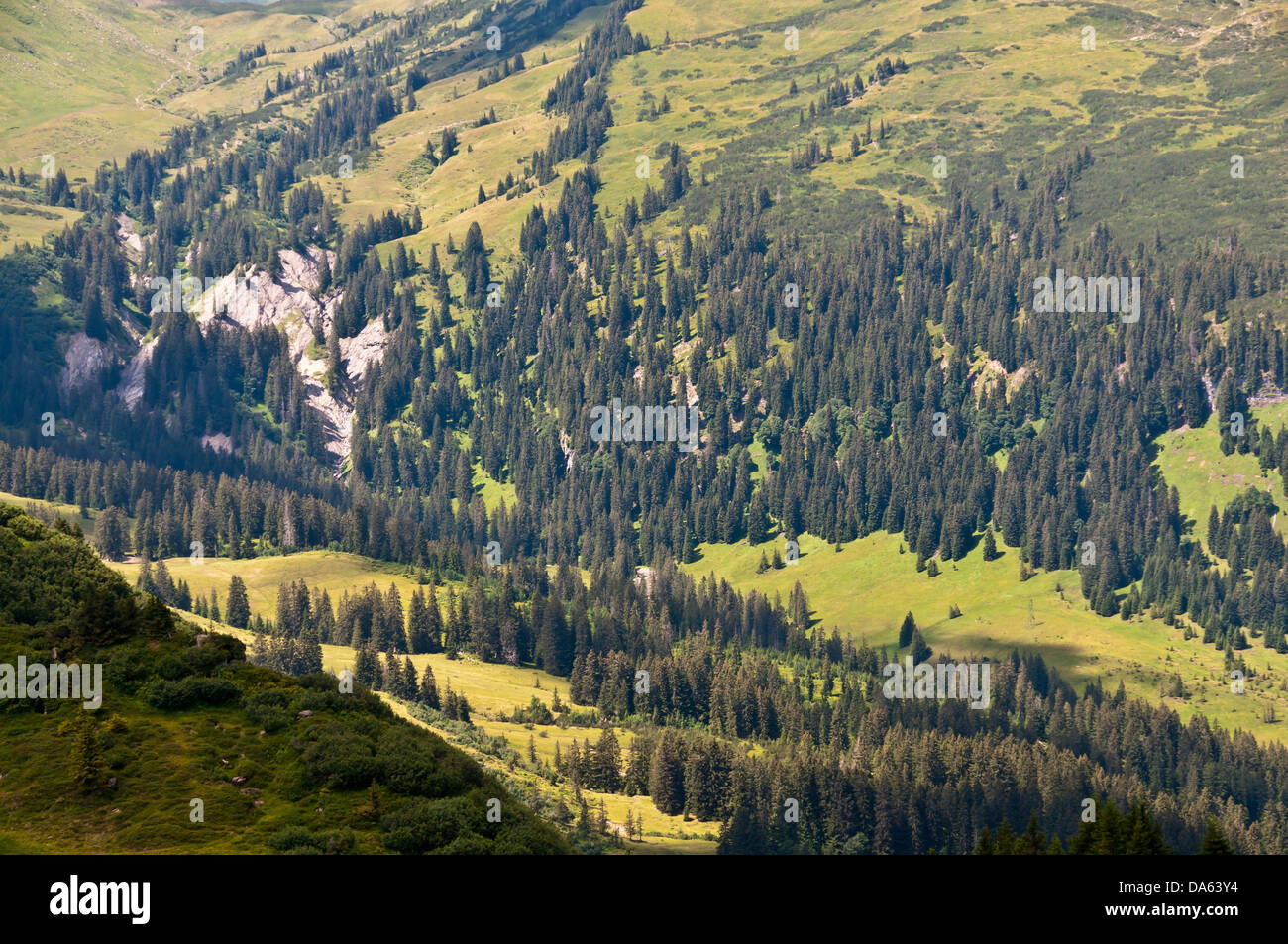 Oberes Schwarzwassertal, valley, Allgäu, Alpi, Vorarlberg, Austria, Europa, legno, foresta, paesaggio, paesaggio, Foto Stock