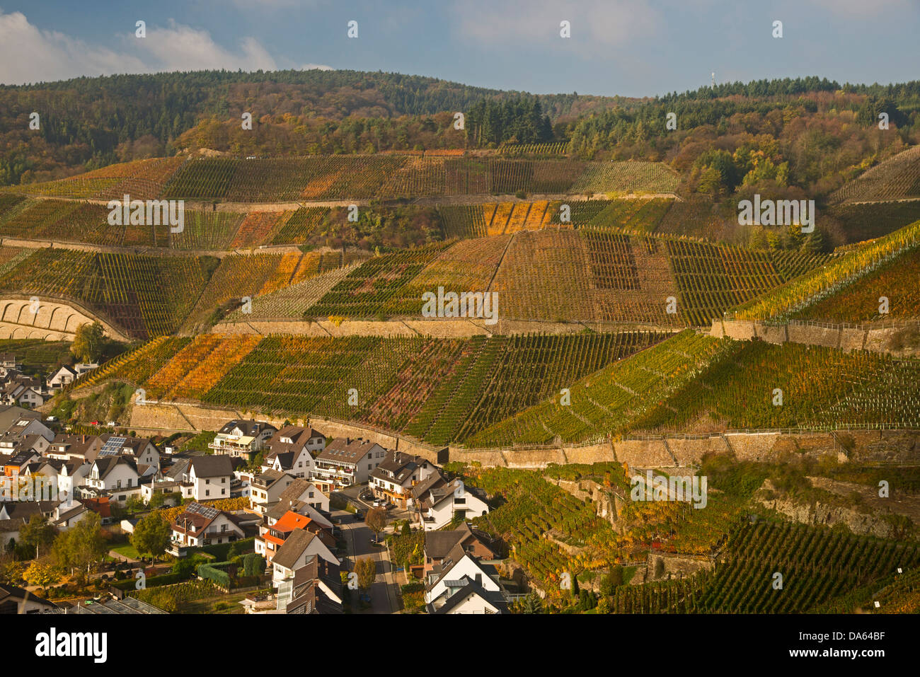 Il villaggio del vino, Dernau, Ahr, vigneti, Ahrtal, vino rosso, fine Burgundian, Portugieser, vino, viticoltura, Eifel, Rhineland-Palat Foto Stock