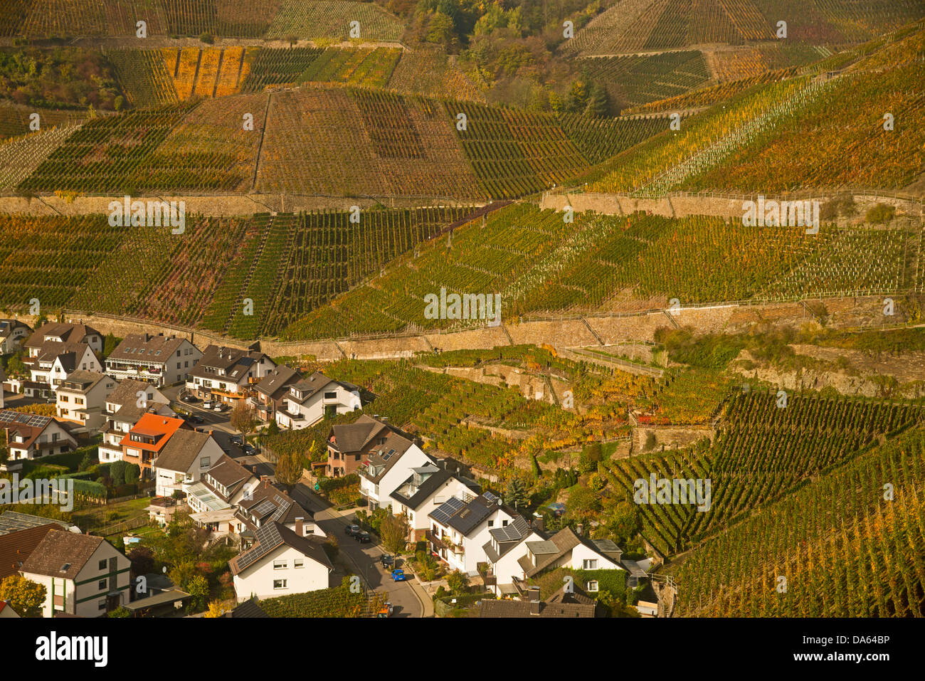 Il villaggio del vino, Dernau, Ahr, vigneti, Ahrtal, vino rosso, fine Burgundian, Portugieser, vino, viticoltura, Eifel, Rhineland-Palat Foto Stock