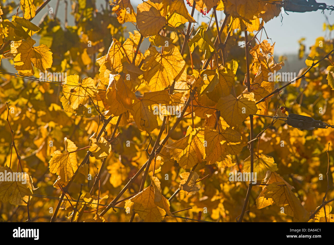 Il villaggio del vino, Dernau, Ahr, vigneti, Ahrtal, vino rosso, fine Burgundian, Portugieser, vino, viticoltura, Eifel, Rhineland-Palat Foto Stock