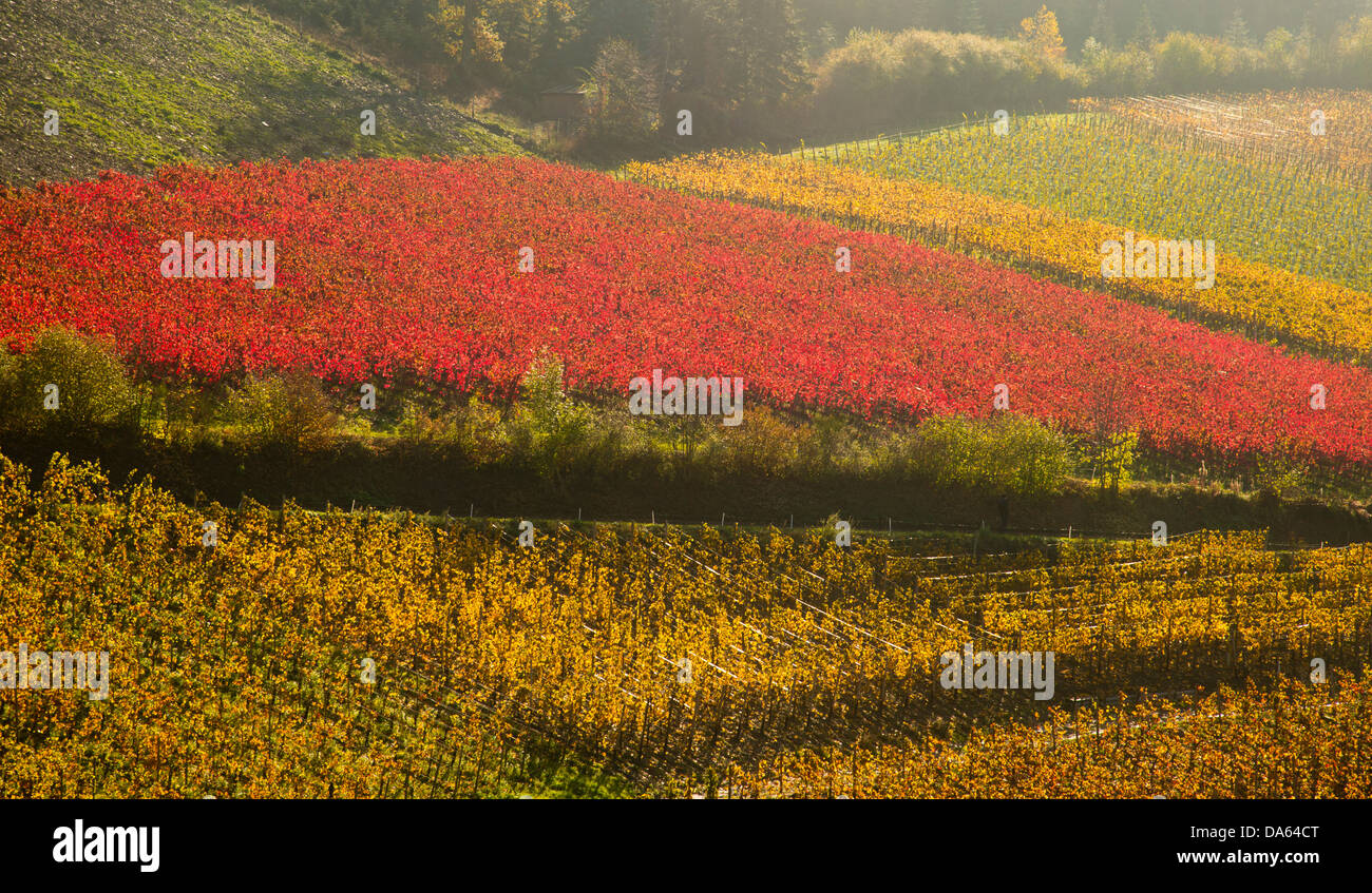 Vigneti, autunno, Saffenburg, Mayschoss, Ahrtal, vino, coltivazione, Eifel, Renania-Palatinato, Germania, Europa Foto Stock