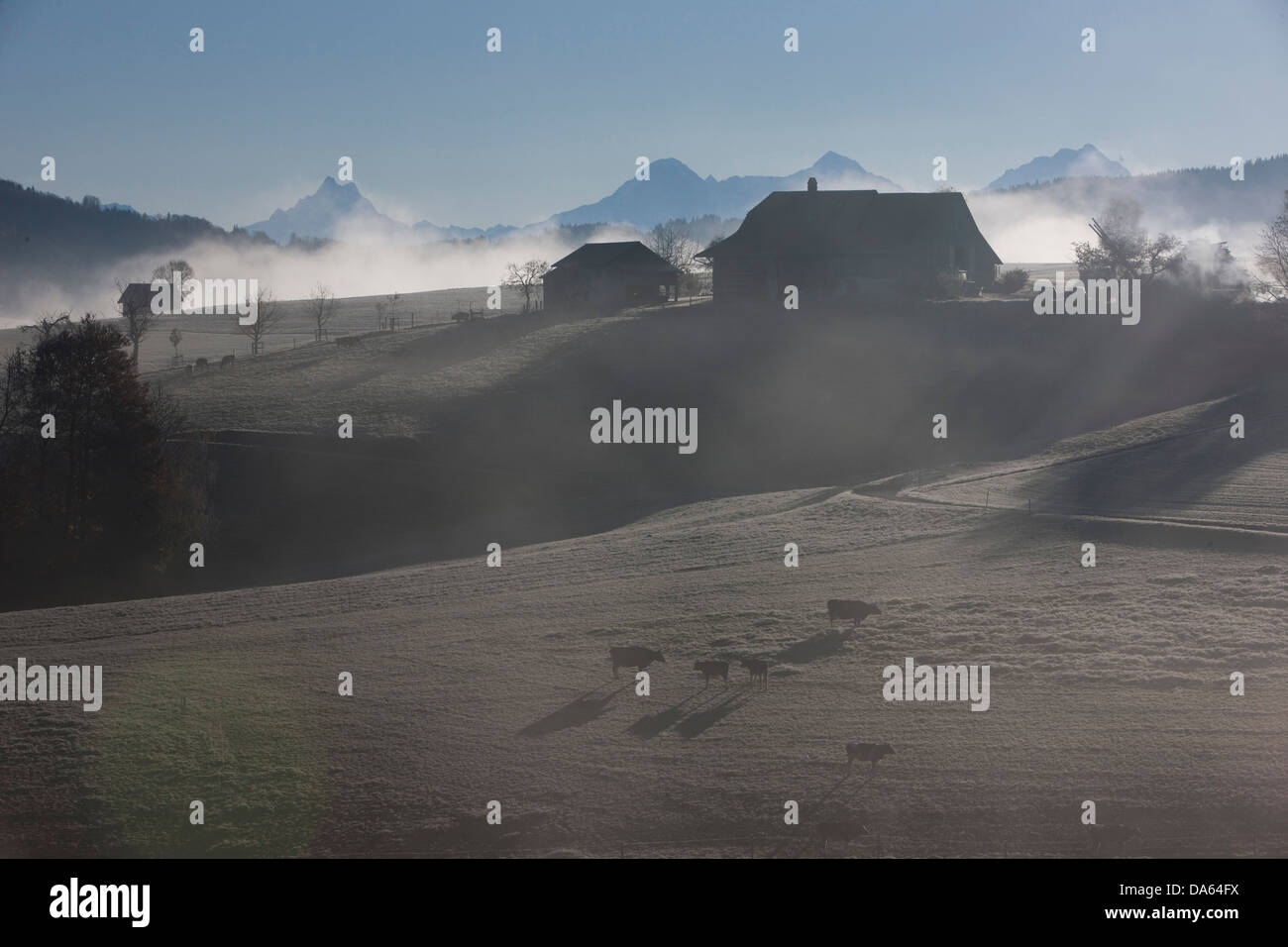 Mare di nebbia, nebbia, area Jungfrau, autunno, il cantone di Berna Oberland Bernese, nebbia, mucca, vacche, agricoltura, albero, alberi, Svizzera, e Foto Stock