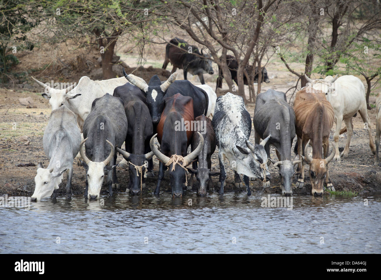 Vacche, Awasch, Africa, mucca, mucche, Watering Hole, luogo di irrigazione, Etiopia, Africa Foto Stock