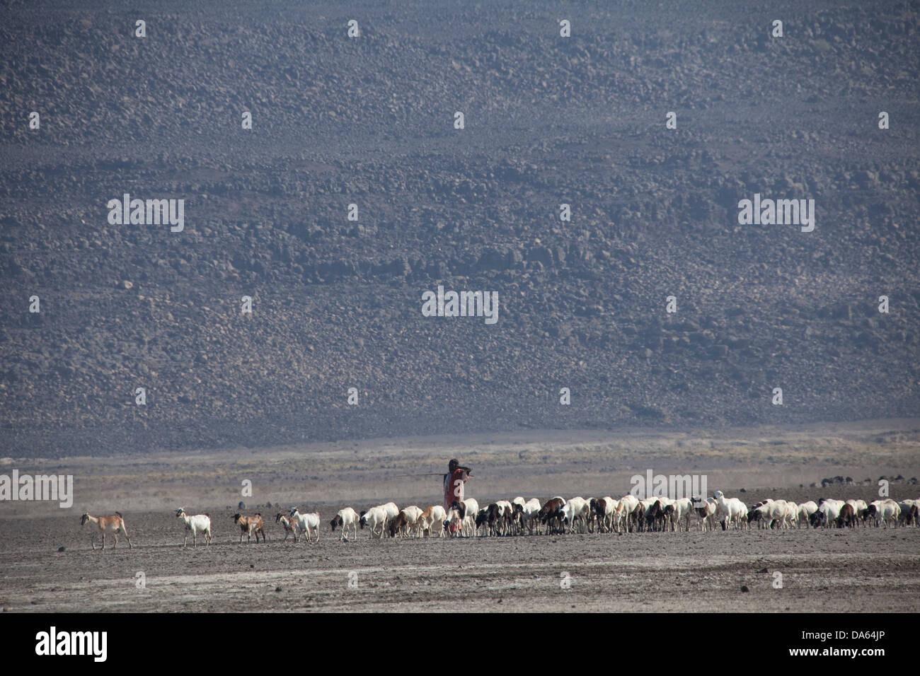 Allevamento di capre, capre, capre, Abbesee, Gibuti, Africa, paesaggio, paesaggio, natura, lago, laghi, agricoltura, deserto Foto Stock