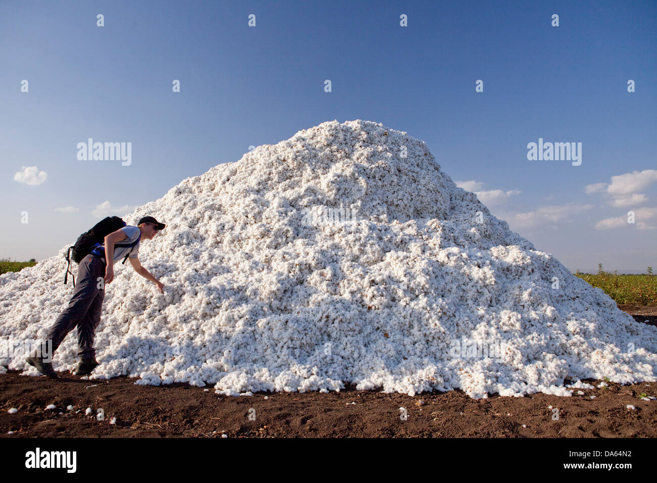 Il cotone, il raccolto, il raccolto, Africa, agricoltura, Etiopia, Foto Stock