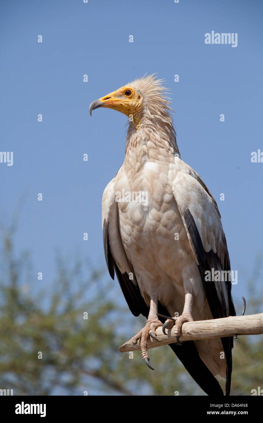 Avvoltoio sporchi, Africa, animali animali, uccelli, uccelli, gli avvoltoi, Etiopia, Foto Stock