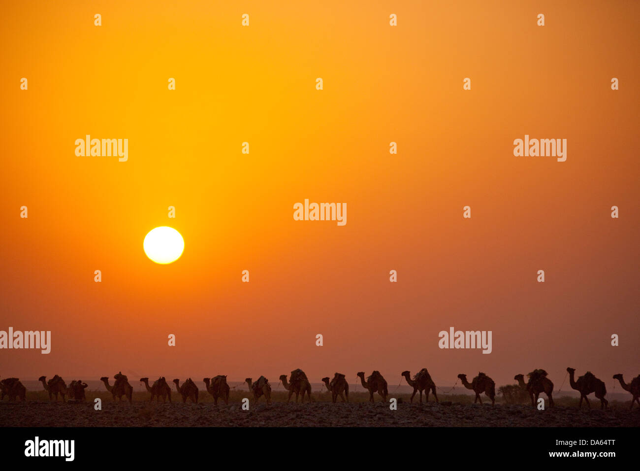 Camel caravan, Dallol, Danakil, cammelli, caravan, deserto, Africa, traffico, trasporti, sale, saltwork, miniere di sale, assale, sale l Foto Stock