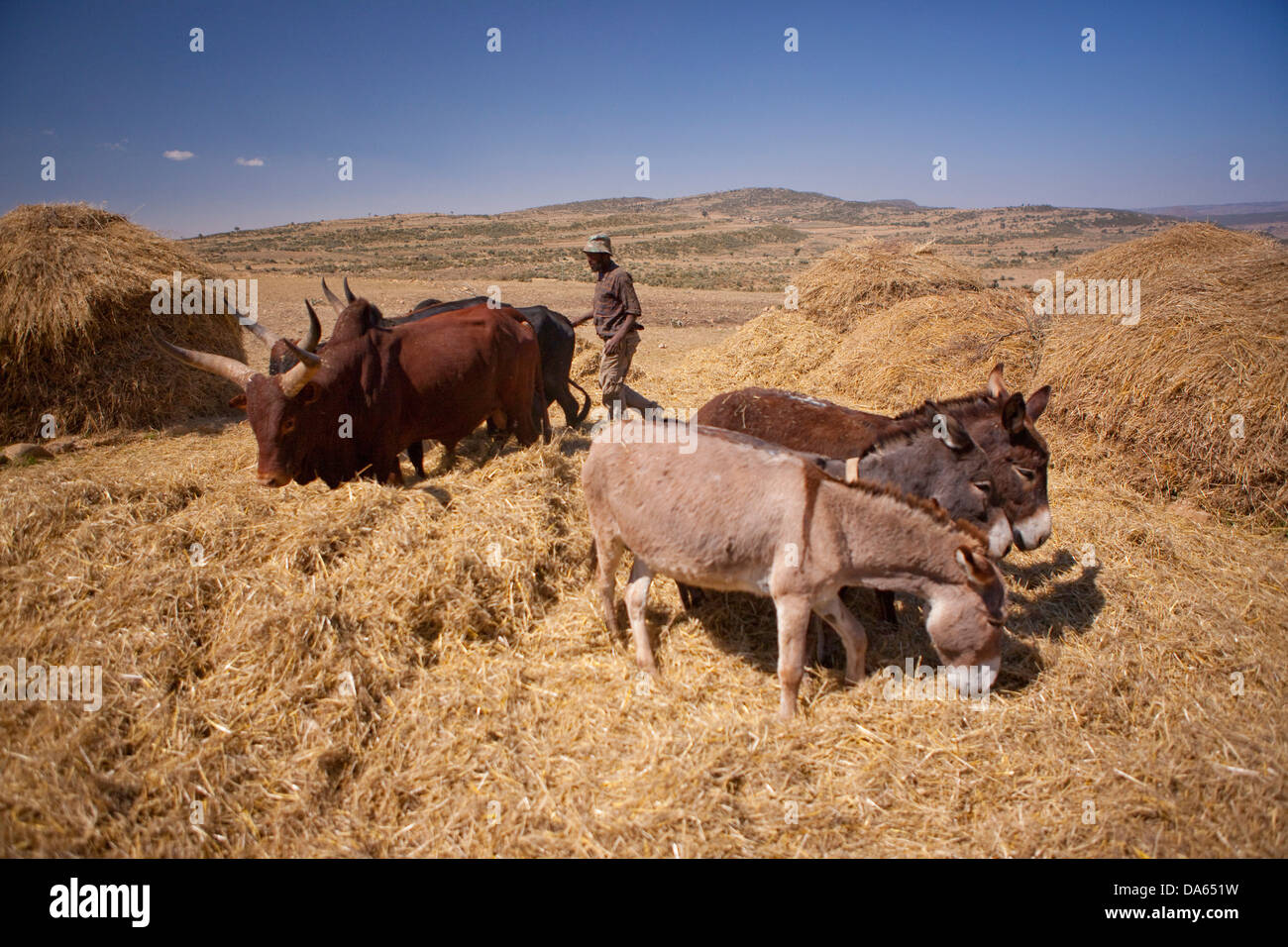 Raccolto di grano, il raccolto, il raccolto, Abissinia highlands, highland, Africa, paesaggio, paesaggio, agricoltura, Etiopia, OX, gli agricoltori Foto Stock