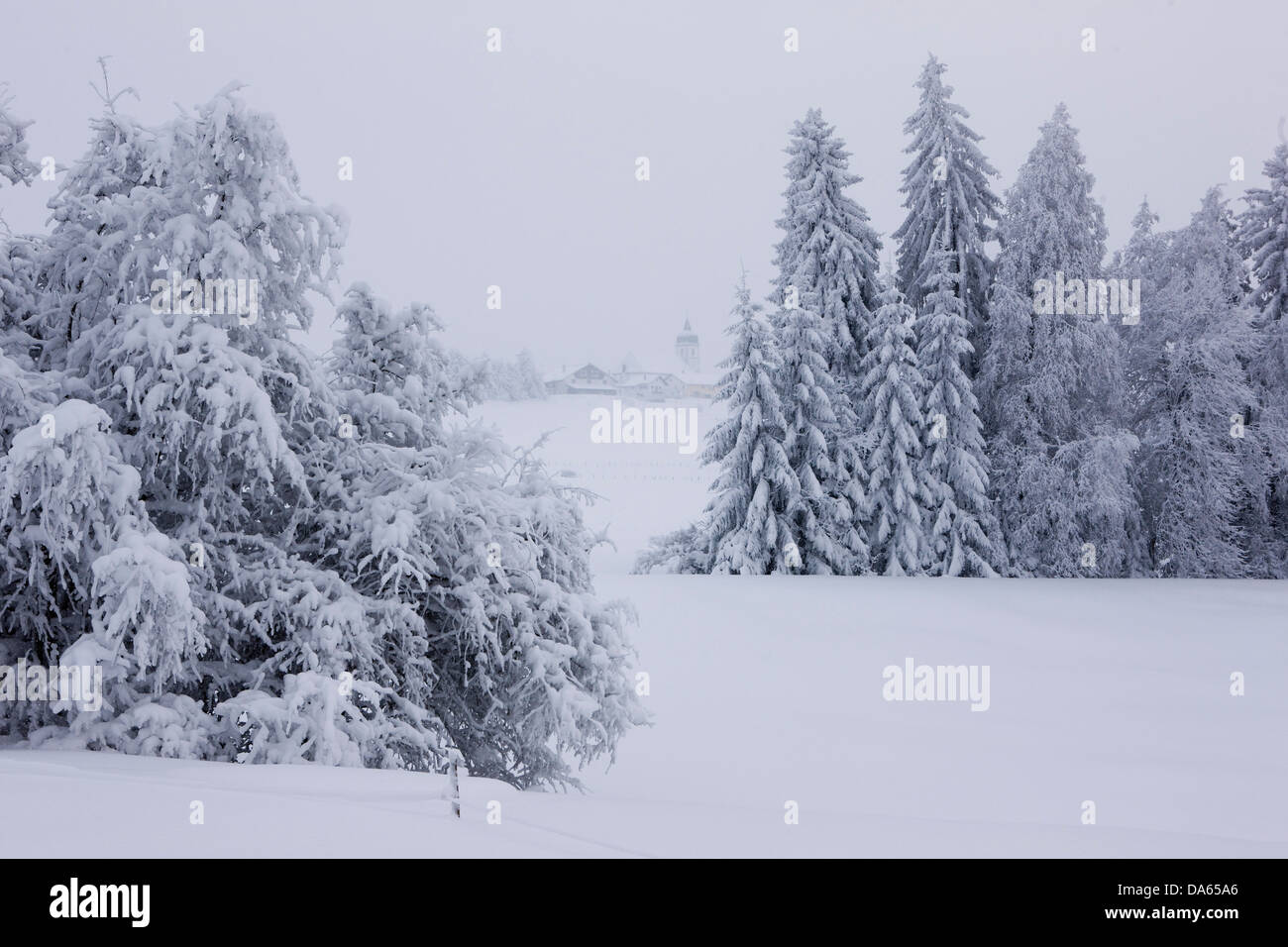 Inverno, Jura, Canton, JU, albero, alberi, villaggio, neve, in inverno, Svizzera, Europa, paesaggio, paesaggio, bianco, Montfaucon Foto Stock