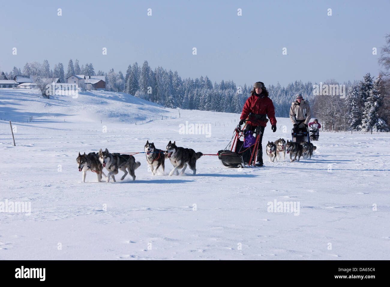 Cani da slitta, tour, Jura, inverno, Canton, JU, Giura, sport invernali, animali, animale, cane, cane polare, slitta cane, Svizzera, Euro Foto Stock