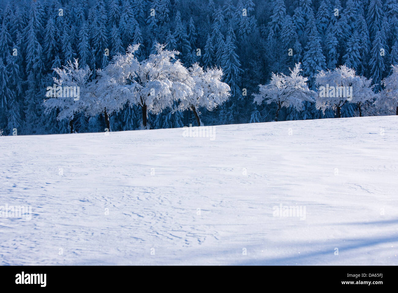 Alberi, per liberare le montagne, inverno, la neve, Canton, JU, Giura, albero, Svizzera, Europa Foto Stock