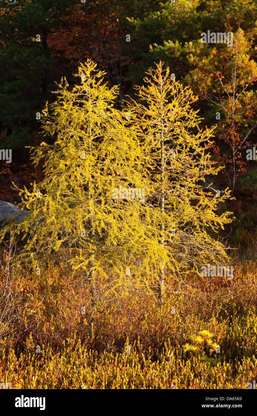 Due Golden larici nel primo colore. Muskoka, Ontario, Canada. Foto Stock