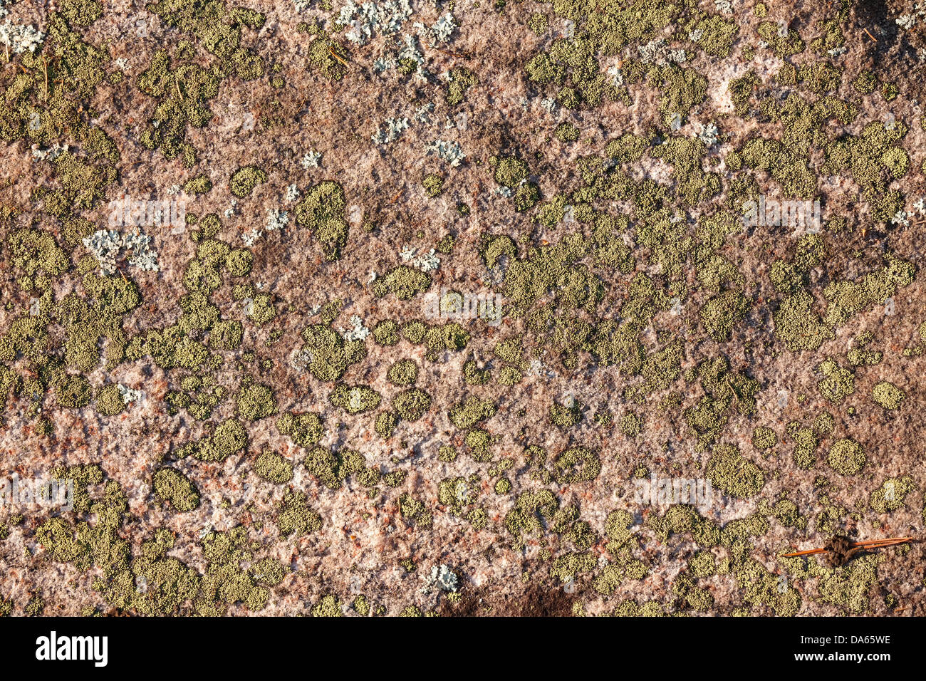 Licheni e muschi su una roccia. Muskoka, Ontario, Canada. Foto Stock