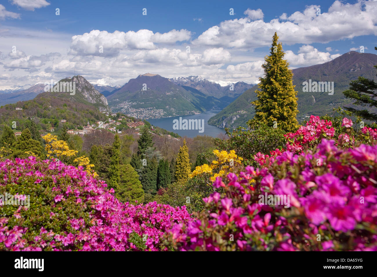 Blossom, rododendro, Parco San Grato, Carona, Canton, TI, Ticino, Svizzera meridionale, fiori, fiori, parco, Svizzera, Europ Foto Stock