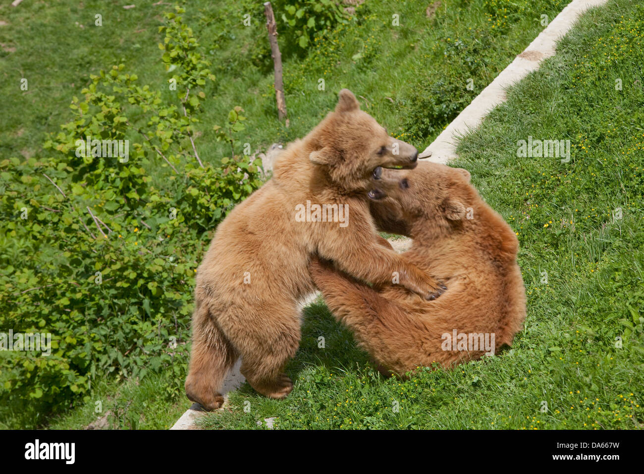 Orsi, Bear Pit, Berna, Canton Berna, animali, animale, lo zoo e il parco degli animali, orso, orsi, Svizzera, Europa, animali, Foto Stock