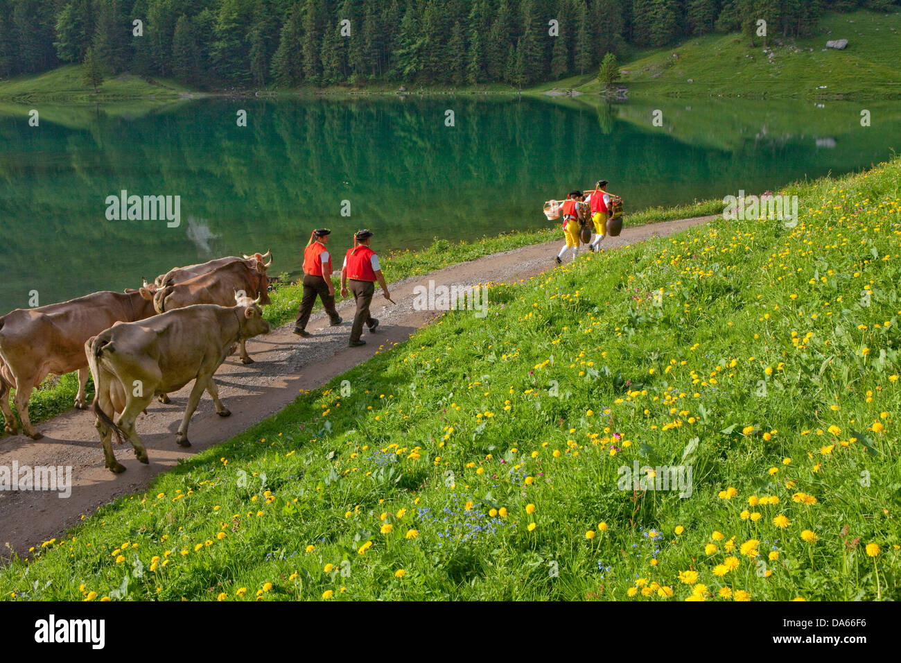 Il Cattle Drive, Seealp, Seealpsee, montagna, montagne, lago di montagna, lago, molla, cantone di Appenzell, Innerroden, area di Appenzell Foto Stock
