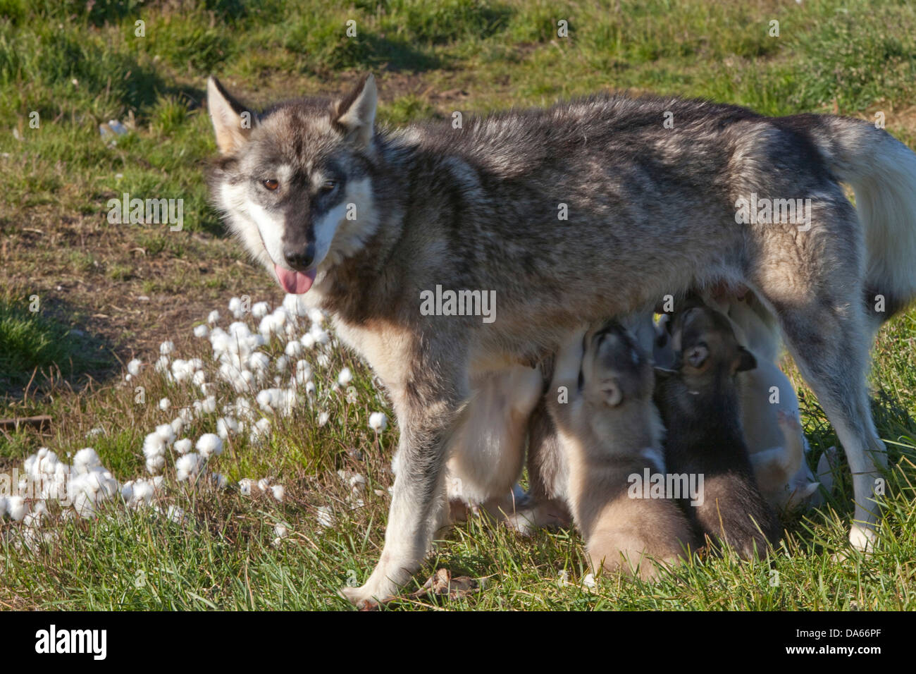 Giovani, cani da slitta, Groenlandia, est della Groenlandia, animali, animale, cane, infermiere, Foto Stock