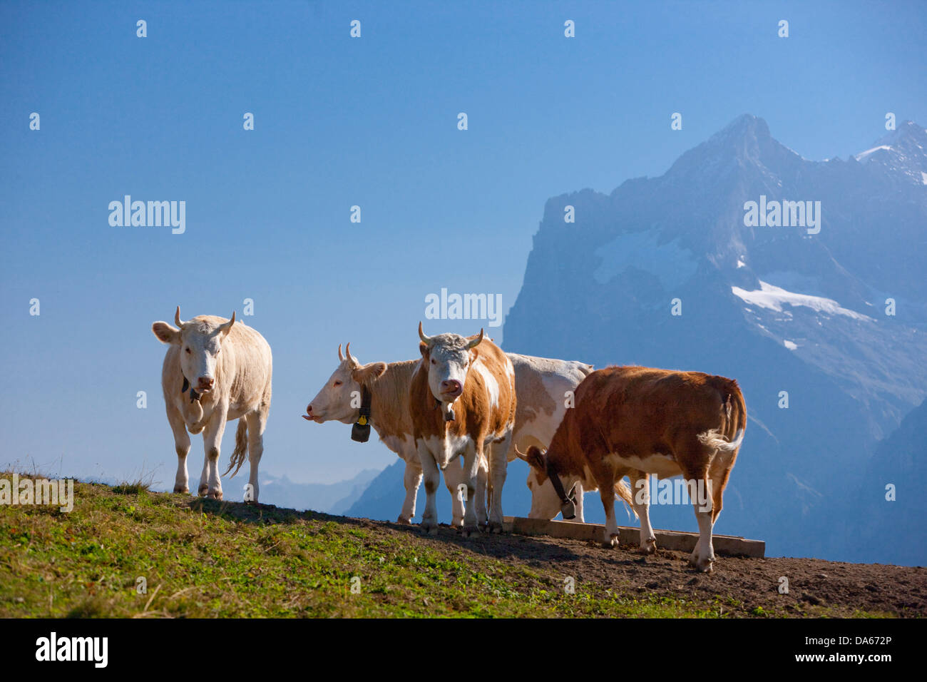 Vacche, Wetterhorn, montagna, montagne, il cantone di Berna Oberland, Alpi Oberland Bernese, mucca, vacche, agricoltura, Svizzera, Europ Foto Stock