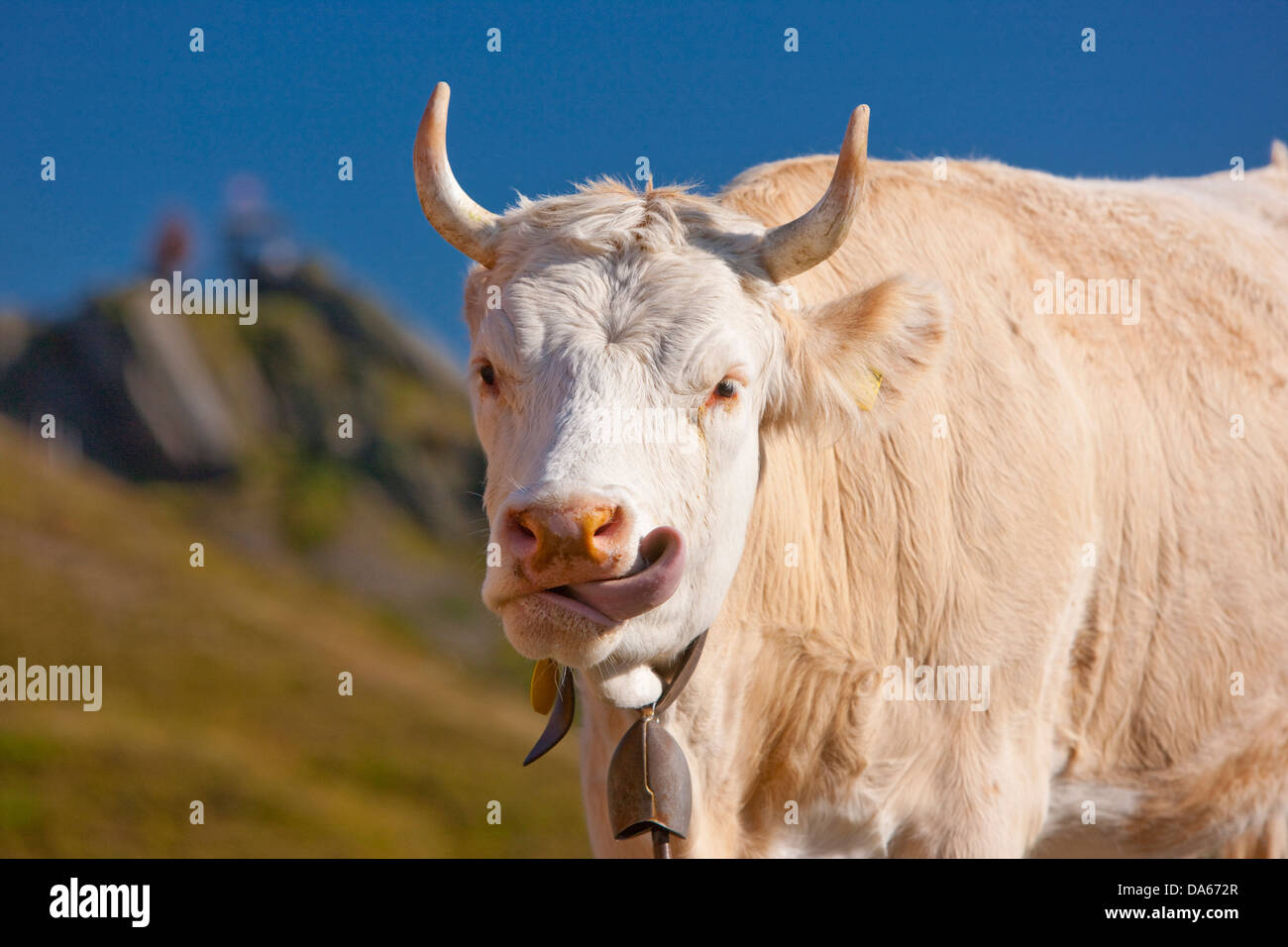 Vacca, montagna, montagne, il cantone di Berna Oberland, Alpi Oberland Bernese, mucca, vacche, agricoltura, Svizzera, Europa, Grindelwal Foto Stock