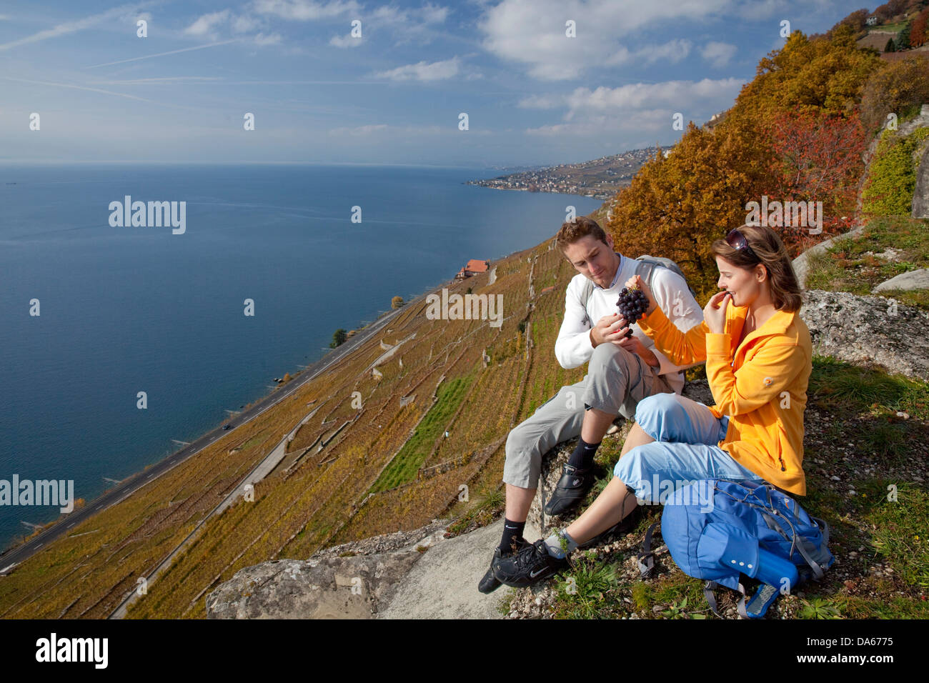 Viaggiatore, Rivaz, Lavaux, autunno, castello, lago, laghi, Canton, VD, Vaud, sul lago di Ginevra, Lac Leman, vino, germogli, vino, sentiero, w Foto Stock