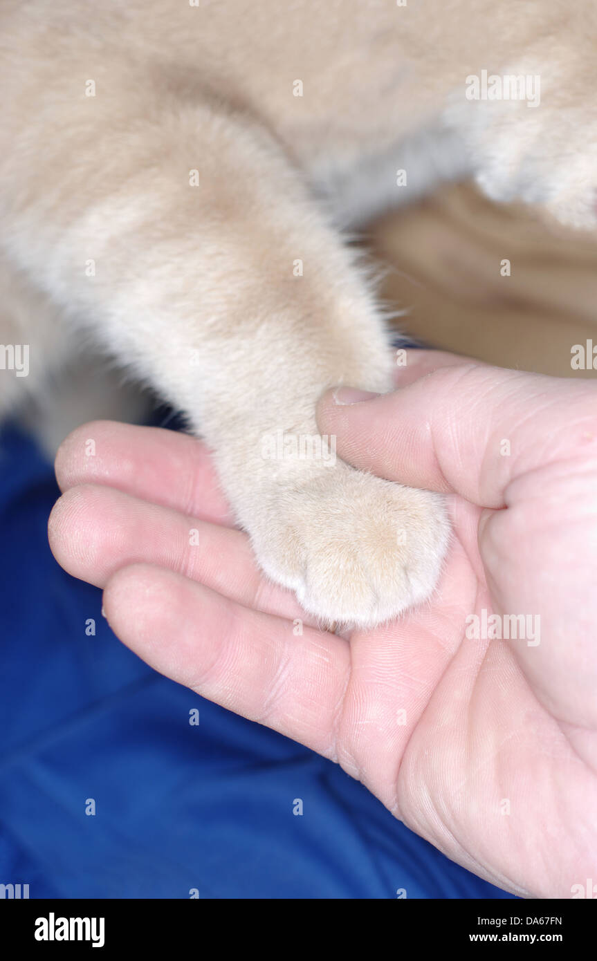 Gatto zampa e mano umana facendo una stretta di mano Foto Stock