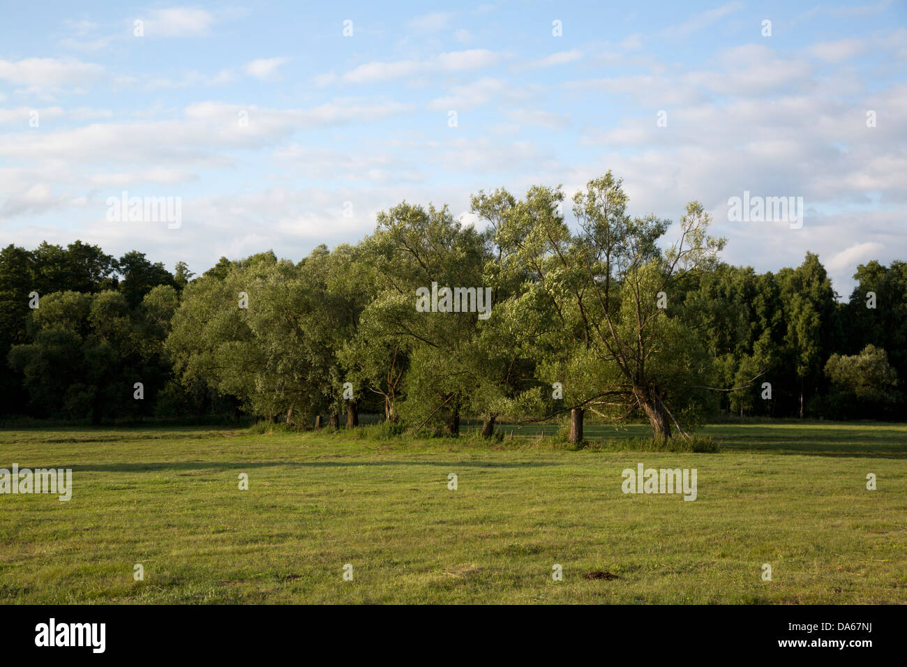 Gli alberi di salice in Polonia, Masovia, Europa, Mazowsze, polacco, masovian paesaggio Foto Stock
