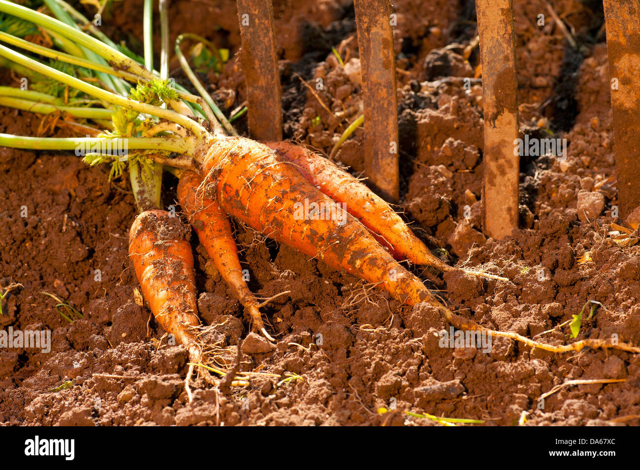 Germania, Europa, Baviera, giardino, verdure, il raccolto, il raccolto, carote, rape, rape gialle, Foto Stock