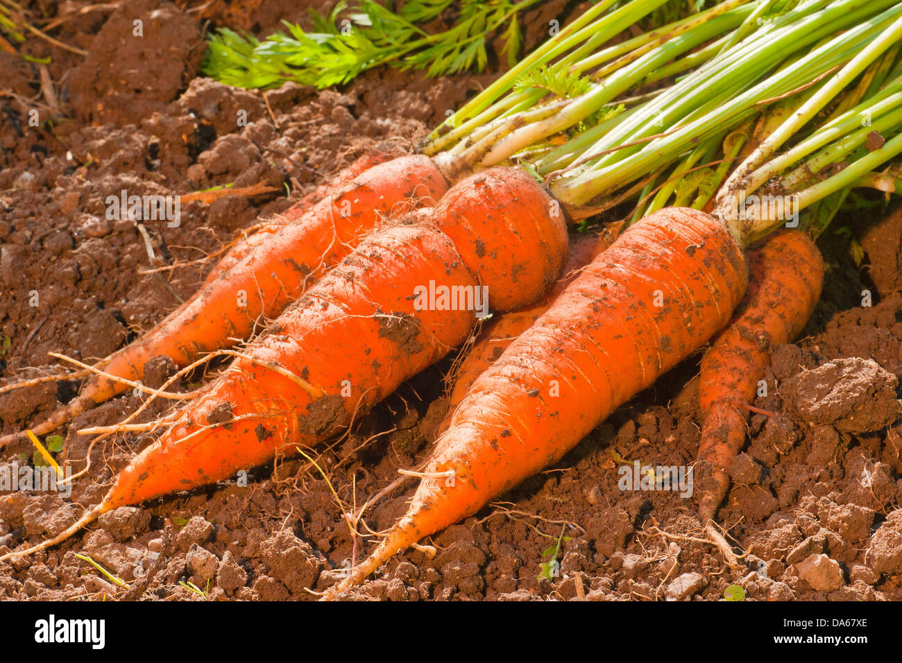 Germania, Europa, Baviera, giardino, verdure, il raccolto, il raccolto, carote, rape, rape gialle, Foto Stock