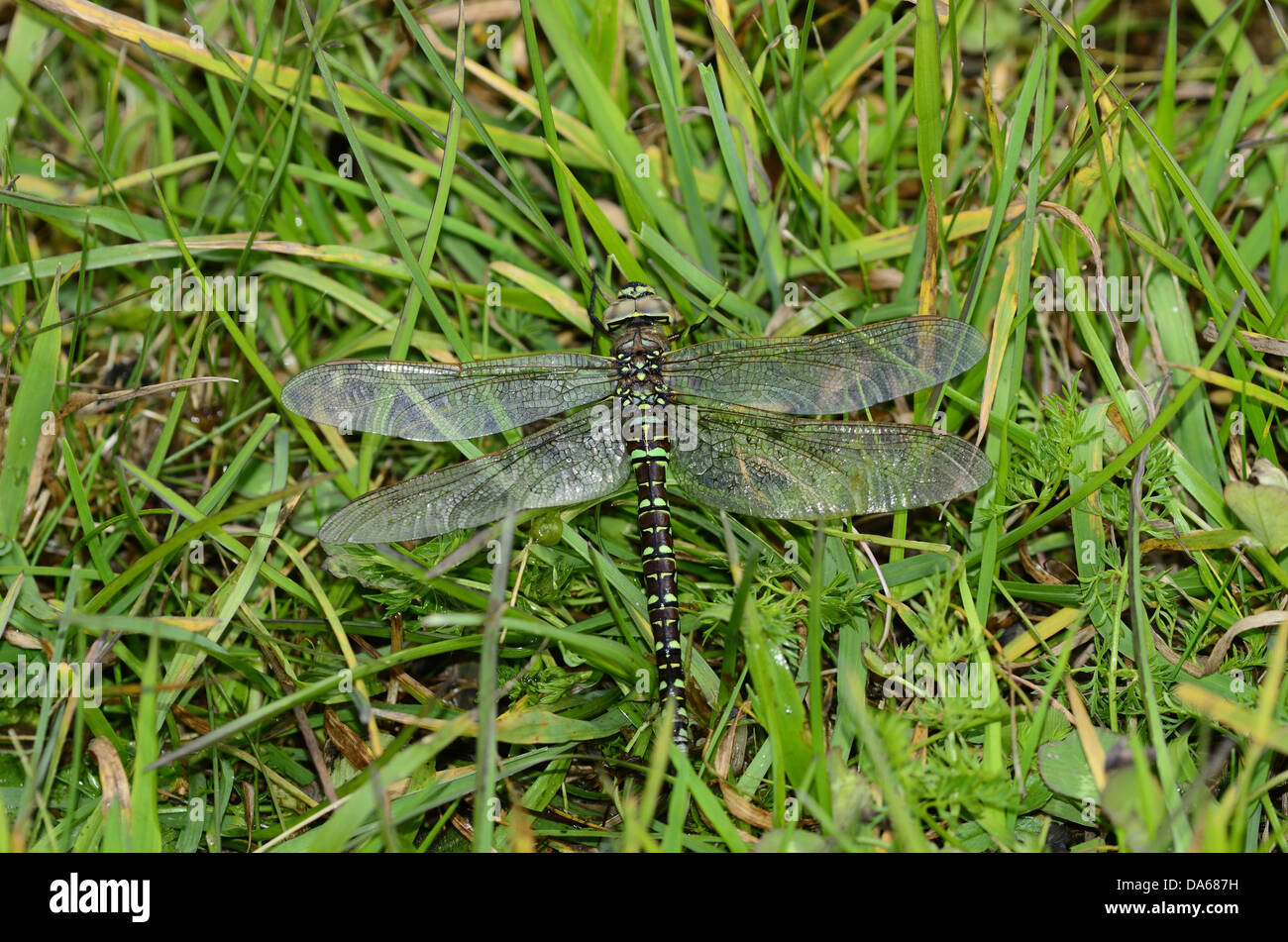 Common Hawker, Aeshna juncea, femmina, dragonfly, insetti, animali Alp Libi, Lohn, del cantone dei Grigioni, Svizzera Foto Stock