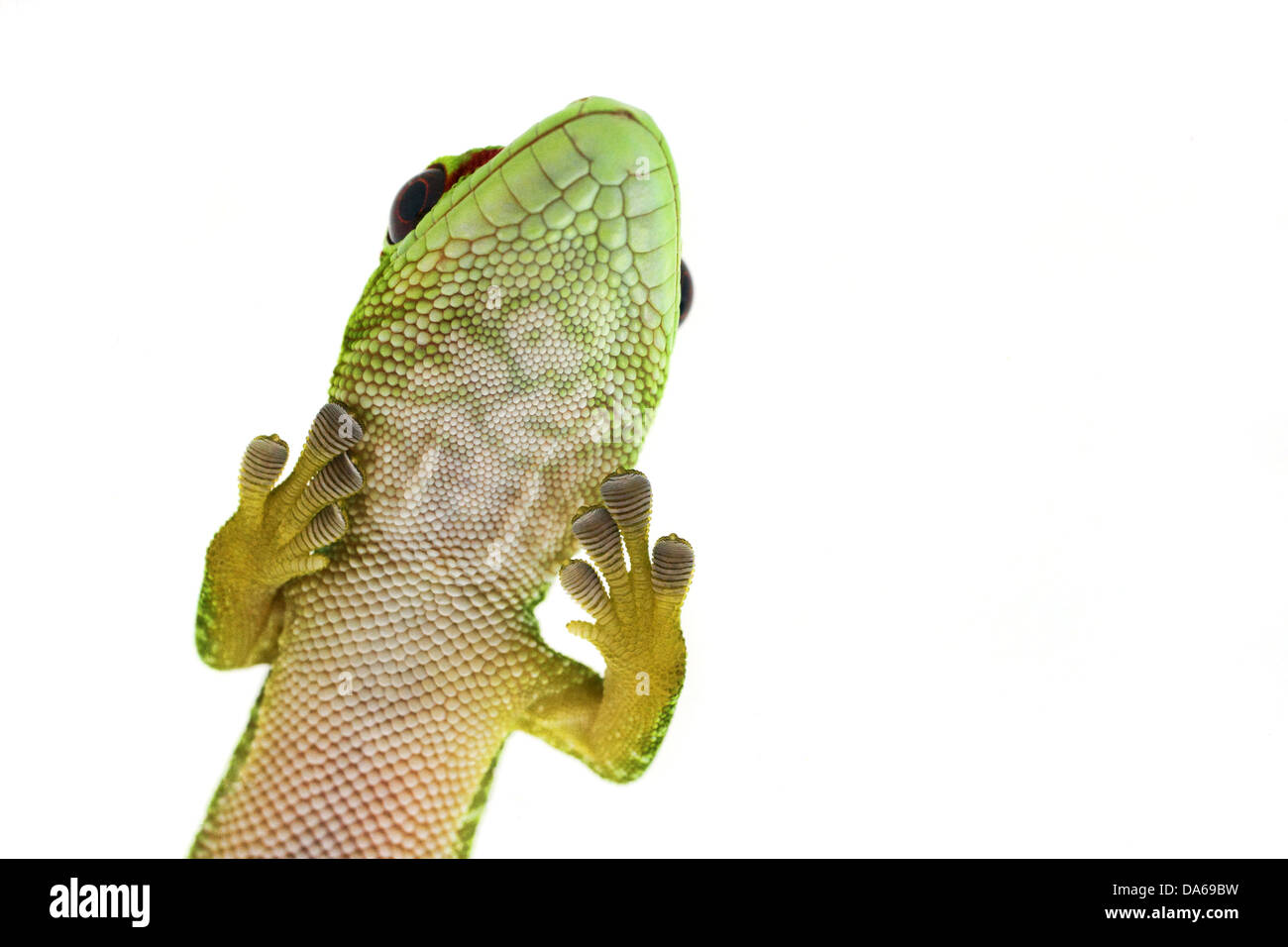 Green Gecko Lizard Foto Stock