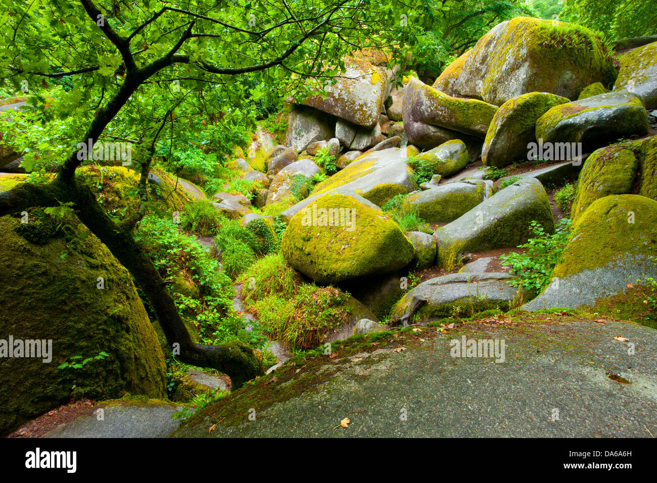 Huelgoat, Francia, Europa, Bretagna Finistère, legno, foresta, granito rock, rock, Cliff, moss Foto Stock