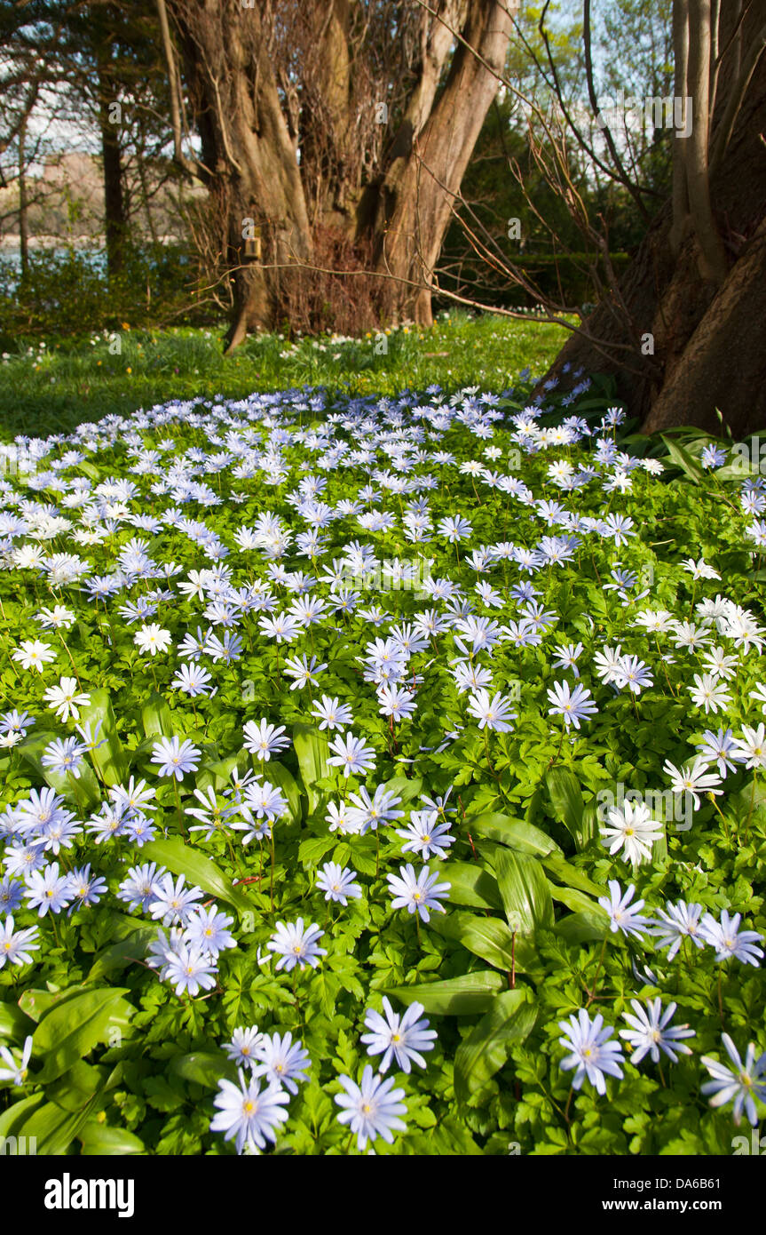 Anemone blanda Foto Stock