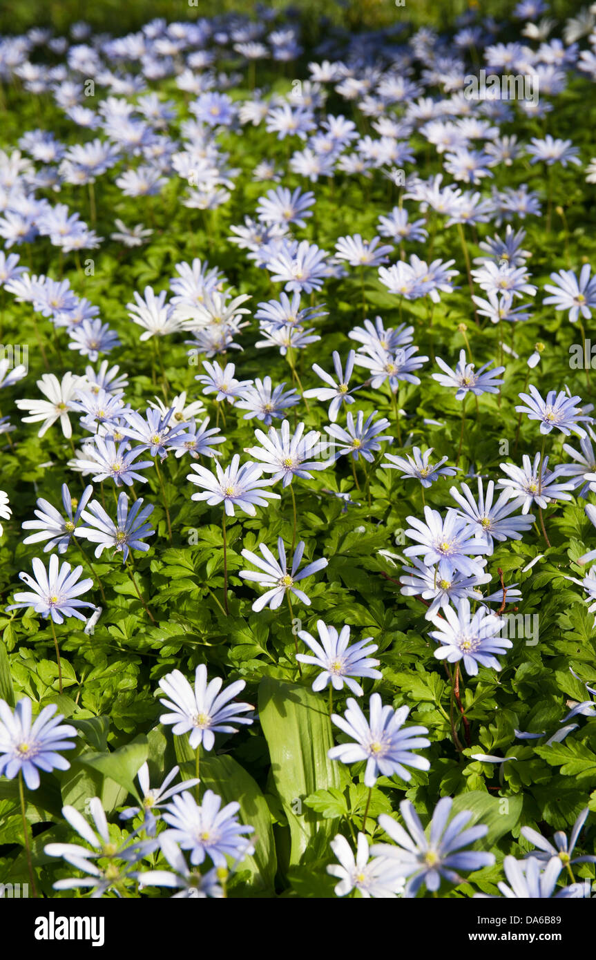 Anemone blanda Foto Stock