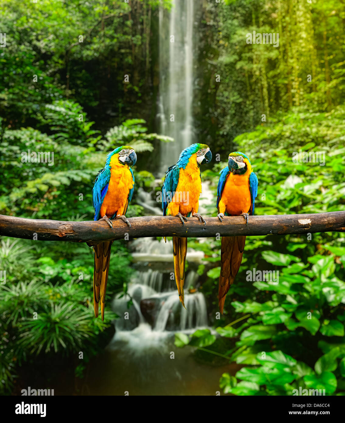 Blu-Giallo Macaw (Ara ararauna), noto anche come il Blu e Oro Macaw Foto Stock