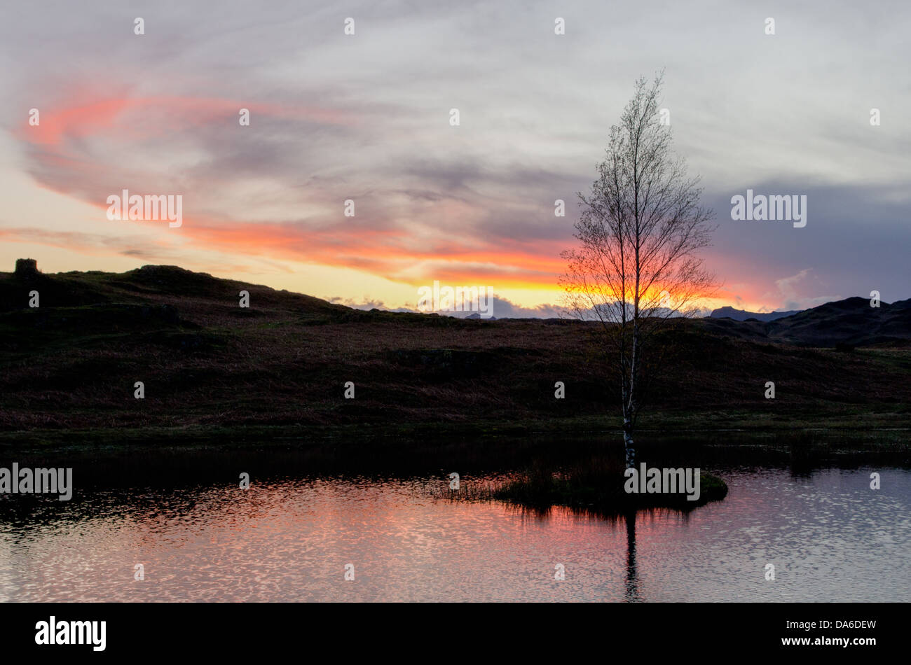 Una vista di una solitaria betulla su una piccola isola con uno sfondo di bel tramonto nuvole lit. Foto Stock