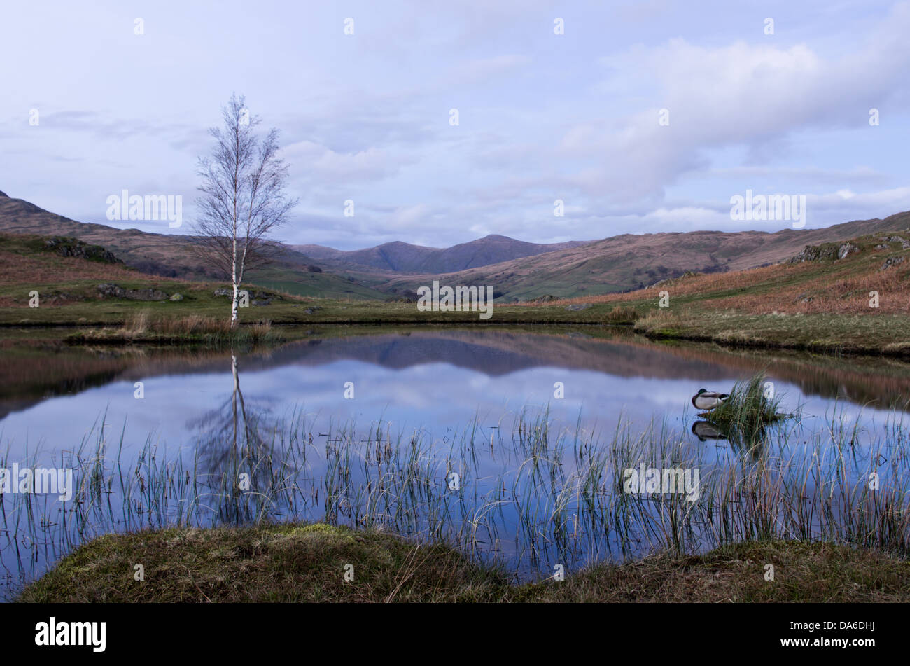 Una vista di una solitaria betulla su una piccola isola in condizioni di scarsa illuminazione dopo il tramonto e con un Mallard duck dormire su una piccola isola. Foto Stock