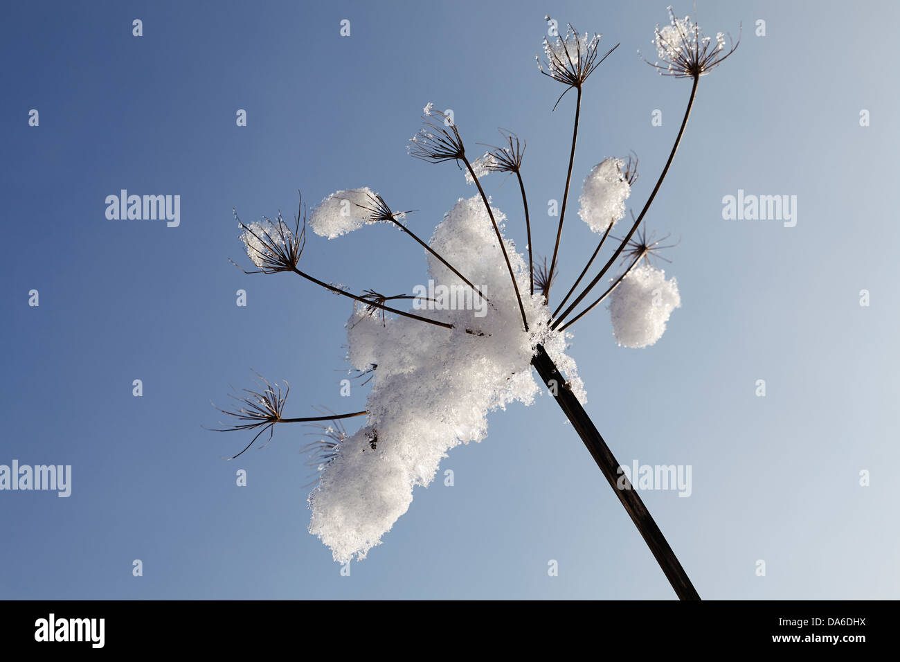 Un dettaglio di neve surgelata su vegetazione morta, in campagna vicino Okehampton, sul bordo di Dartmoor, Devon, Gran Bretagna. Foto Stock