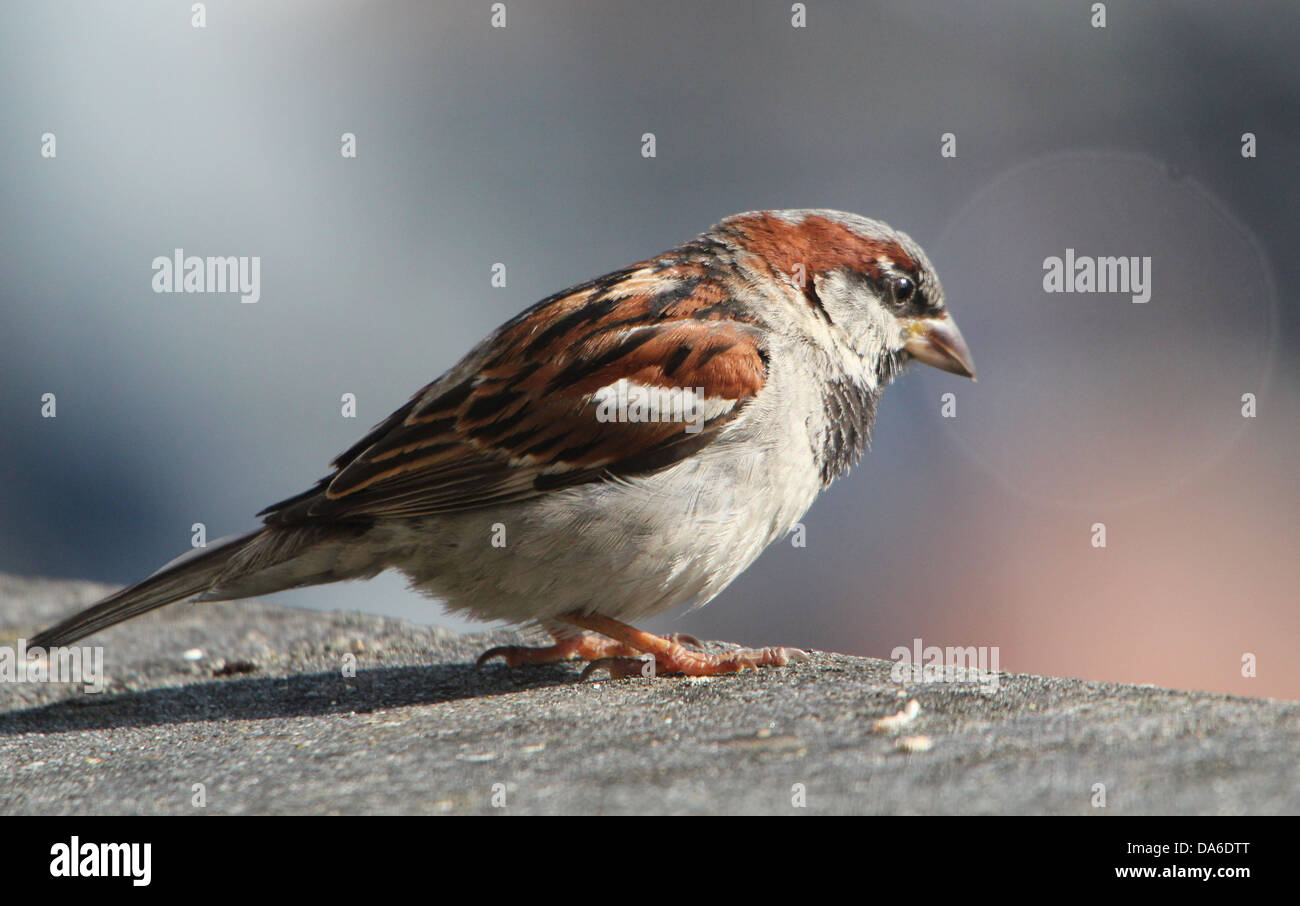 Close-up di un maschio di casa passero (Passer domesticus) visitando il mio balcone (oltre 40 immagini in serie) Foto Stock