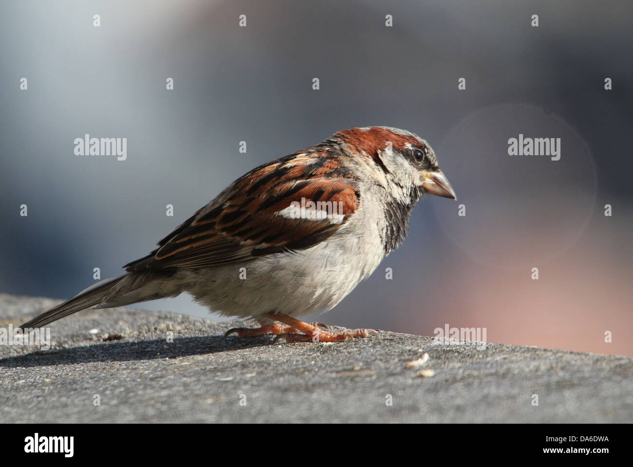 Close-up di un maschio di casa passero (Passer domesticus) visitando il mio balcone (oltre 40 immagini in serie) Foto Stock