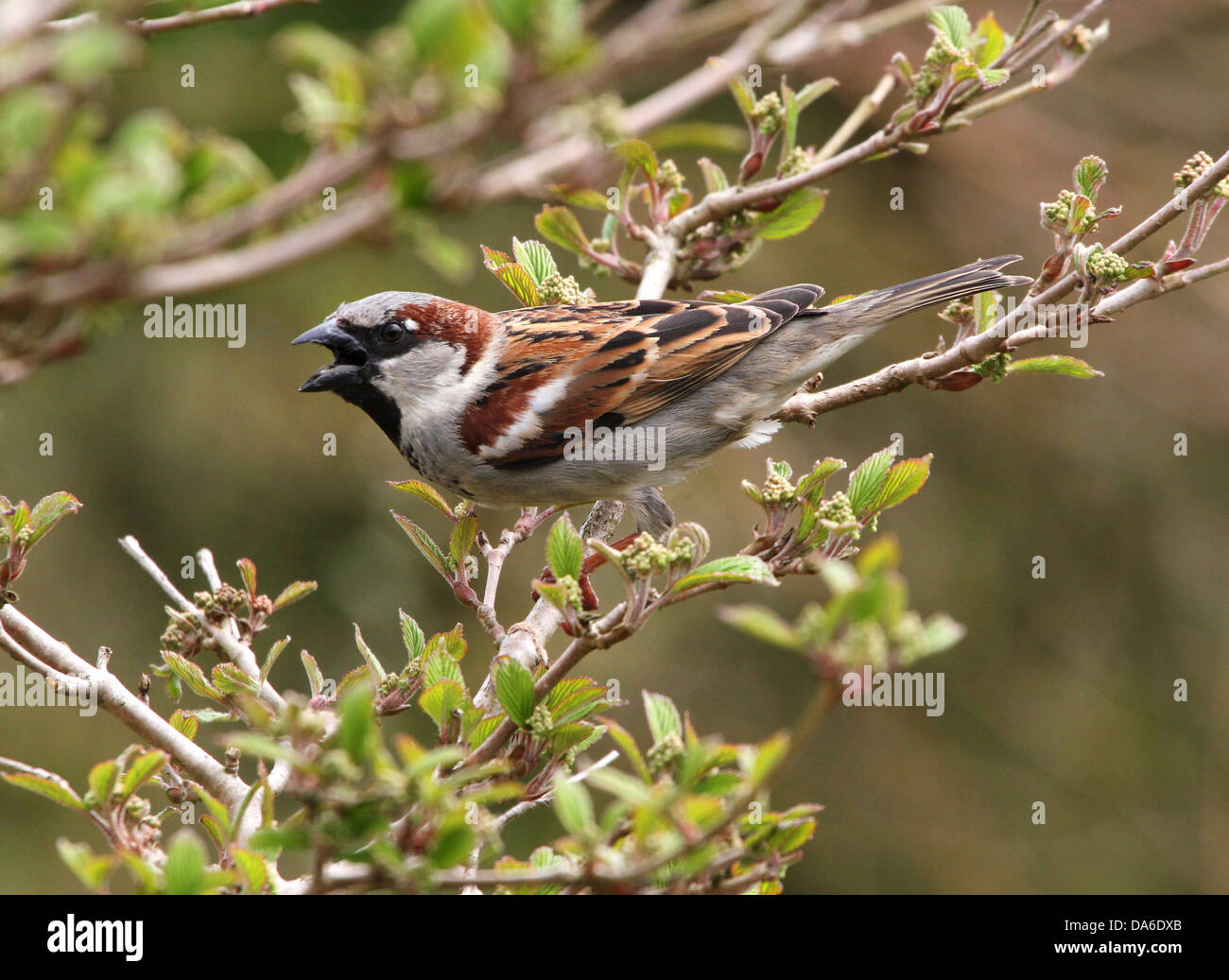 Close-up di un maschio di casa passero (Passer domesticus) nella canzone, visitando il mio giardino e balcone (oltre 40 immagini in serie) Foto Stock