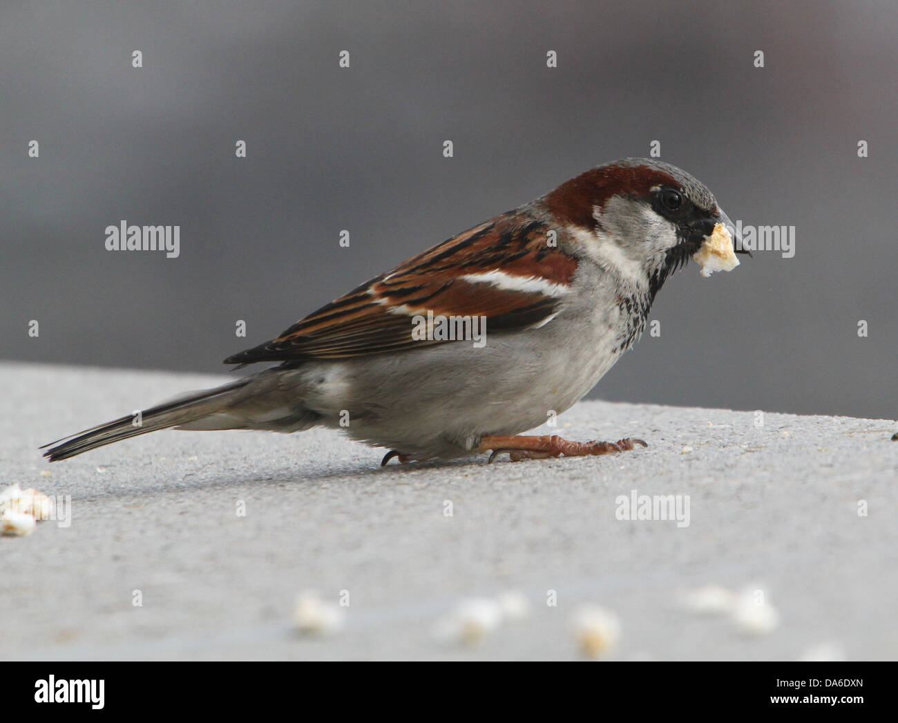Close-up di un maschio di casa passero (Passer domesticus) visitando il mio balcone (oltre 40 immagini in serie) Foto Stock